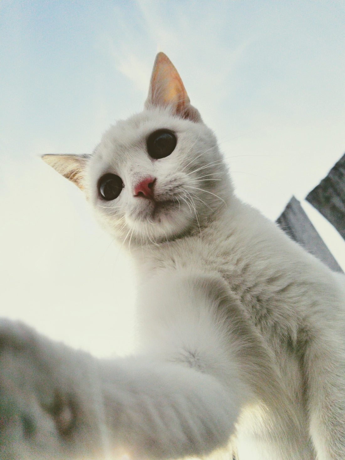 Those Pesky Selfies