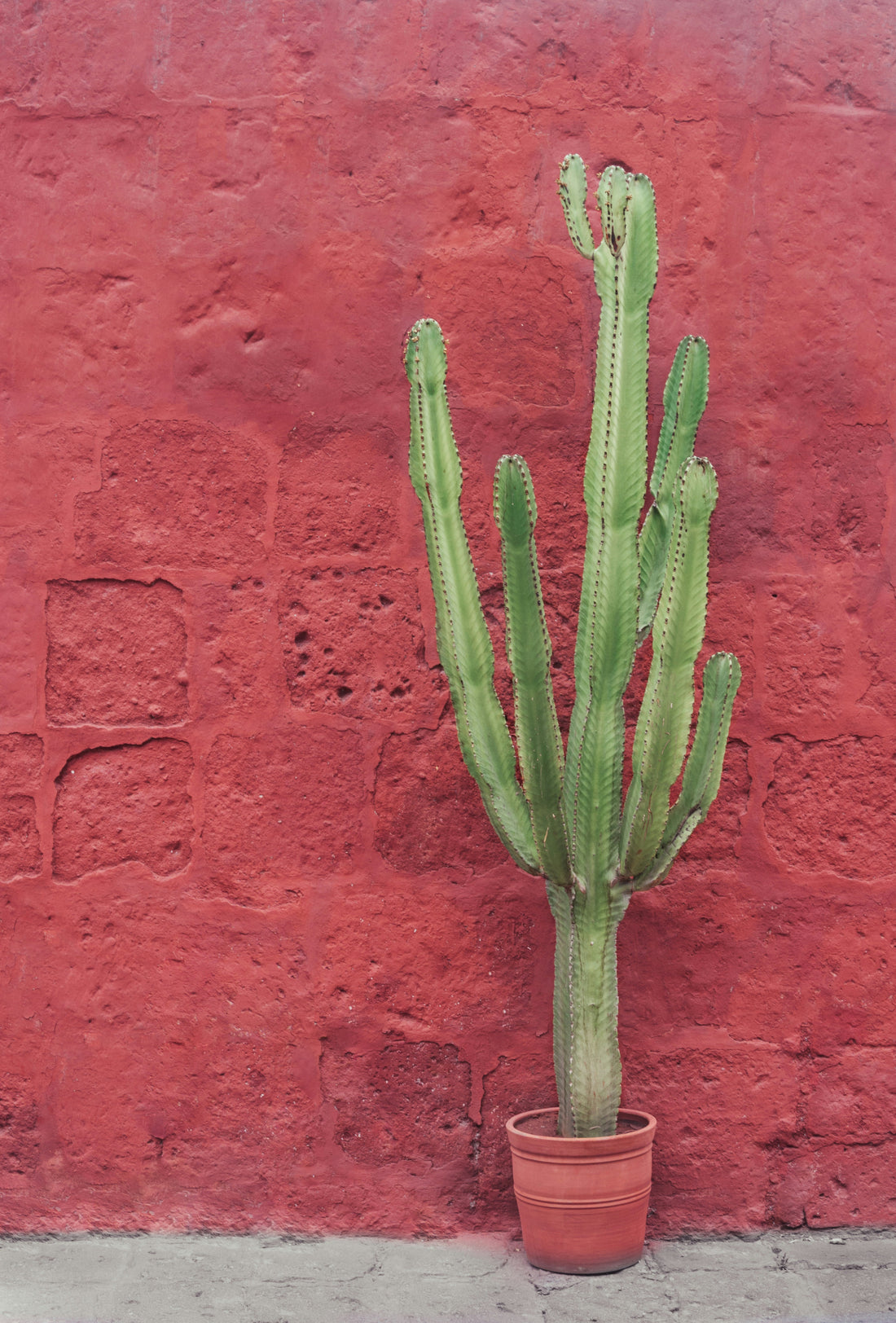 From the Sonoran Desert With Love